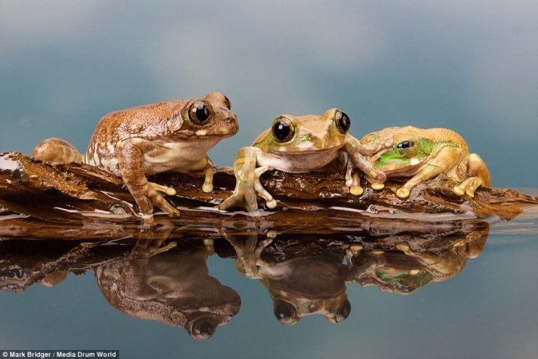 5 frogs are sitting on a log 4 decided to jump off